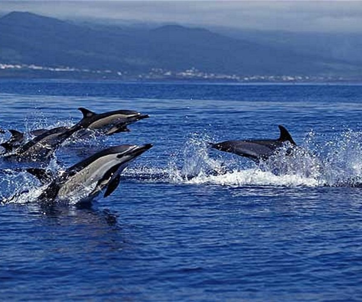azores-dolphins_1855160b